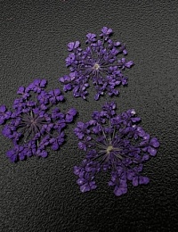 1683 Сухоцветы "Любимые цветочки"
