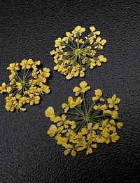 1675 Сухоцветы "Любимые цветочки"