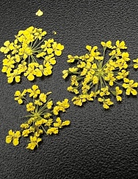 1674 Сухоцветы "Любимые цветочки"